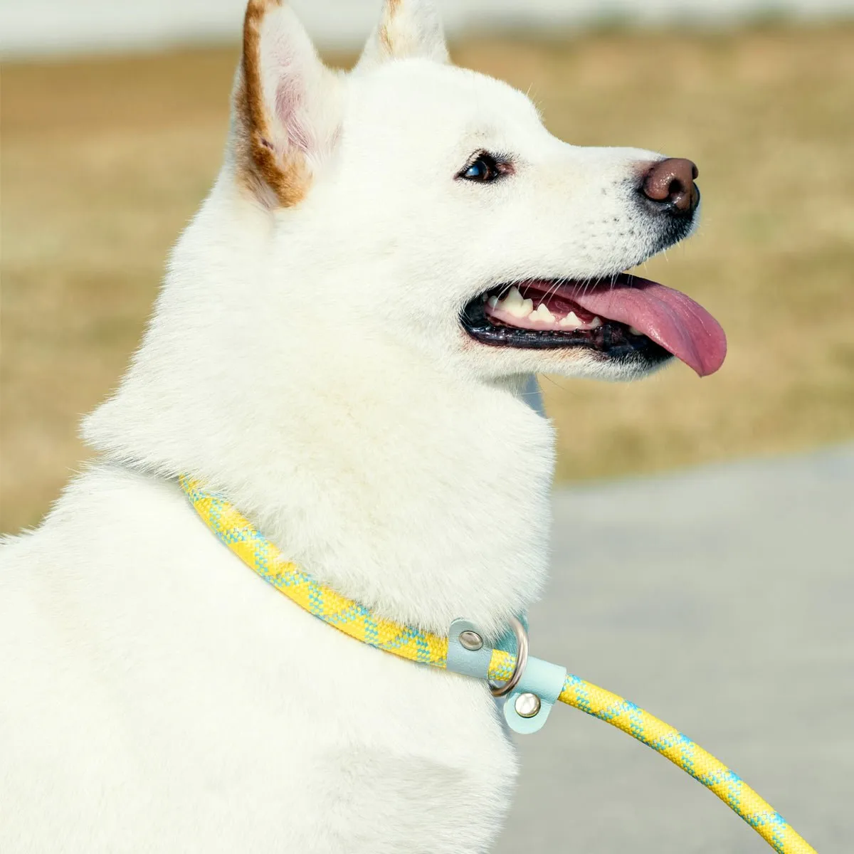 Classic Dog Slip Lead Yellow P-leash