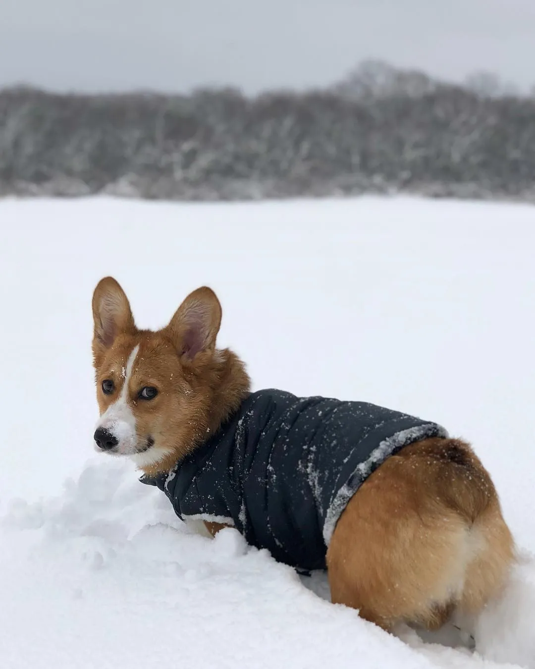 Reversible Puffer Dog Coat - Twilight Blue